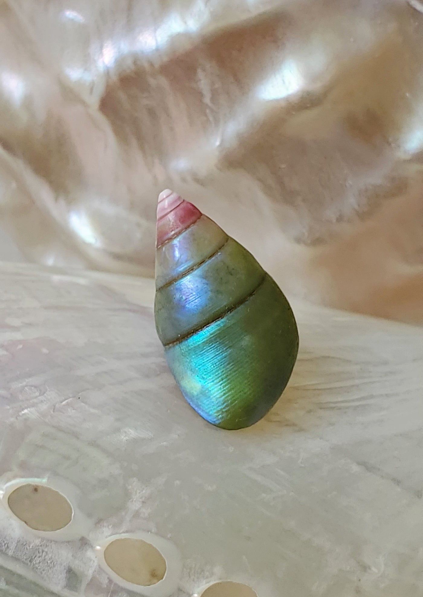 Enchanted Blue Green Kelp Shell Necklace * Small I