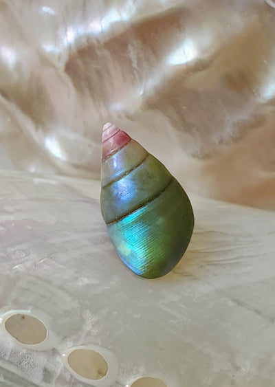 Enchanted Blue Green Kelp Shell Necklace * Small I