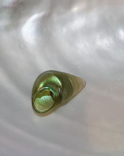Enchanted Sea Green Kelp Shell Necklace * Small II