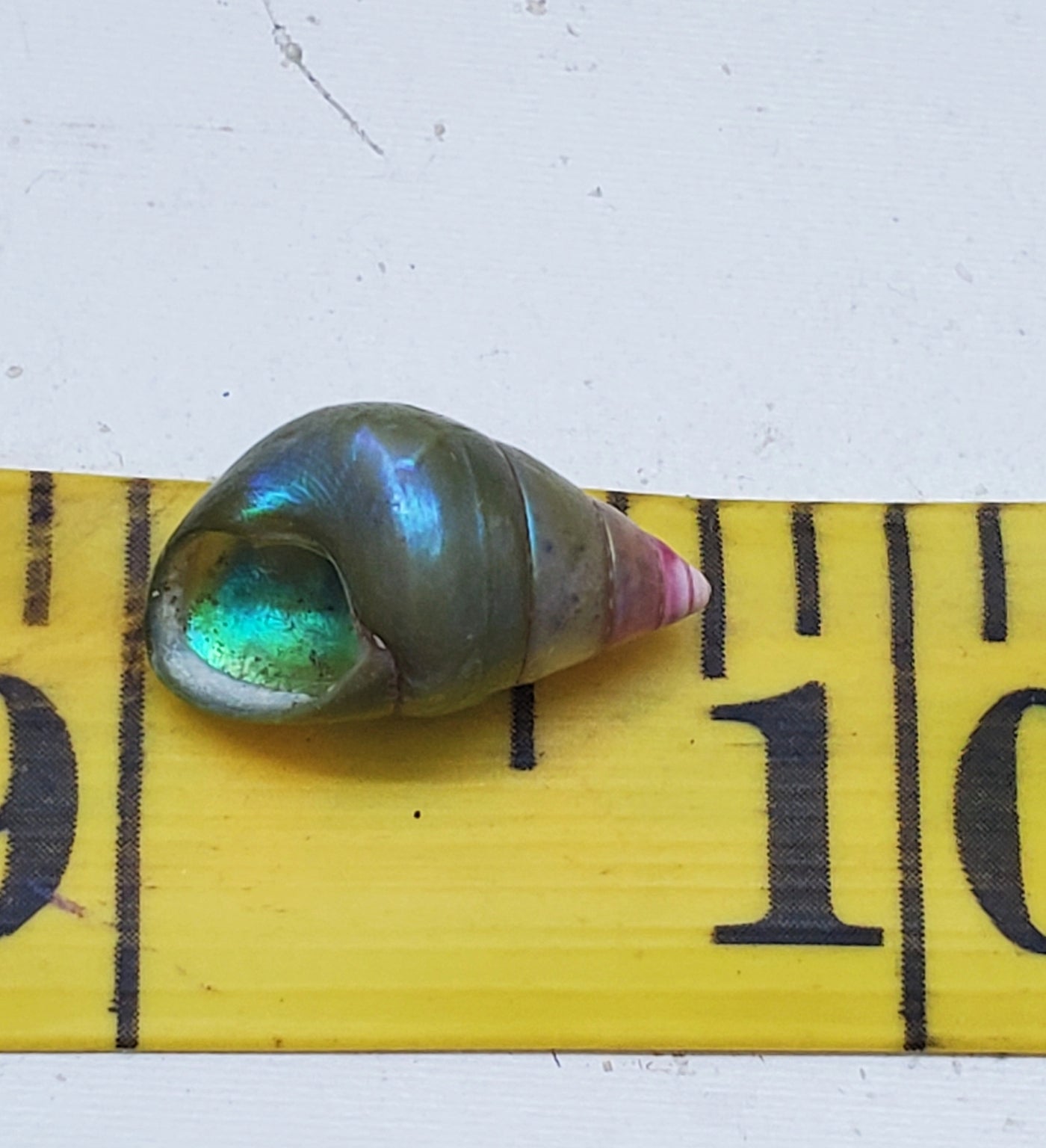 Enchanted Blue Green Kelp Shell Necklace * Small I