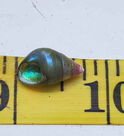 Enchanted Blue Green Kelp Shell Necklace * Small I