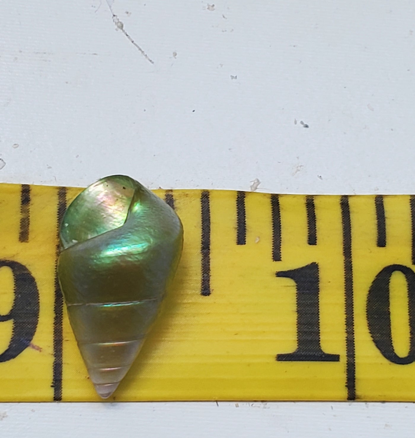 Enchanted Sea Green Kelp Shell Necklace * Small II