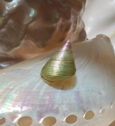 Enchanted Mauve Kelp Shell Necklace * Small III