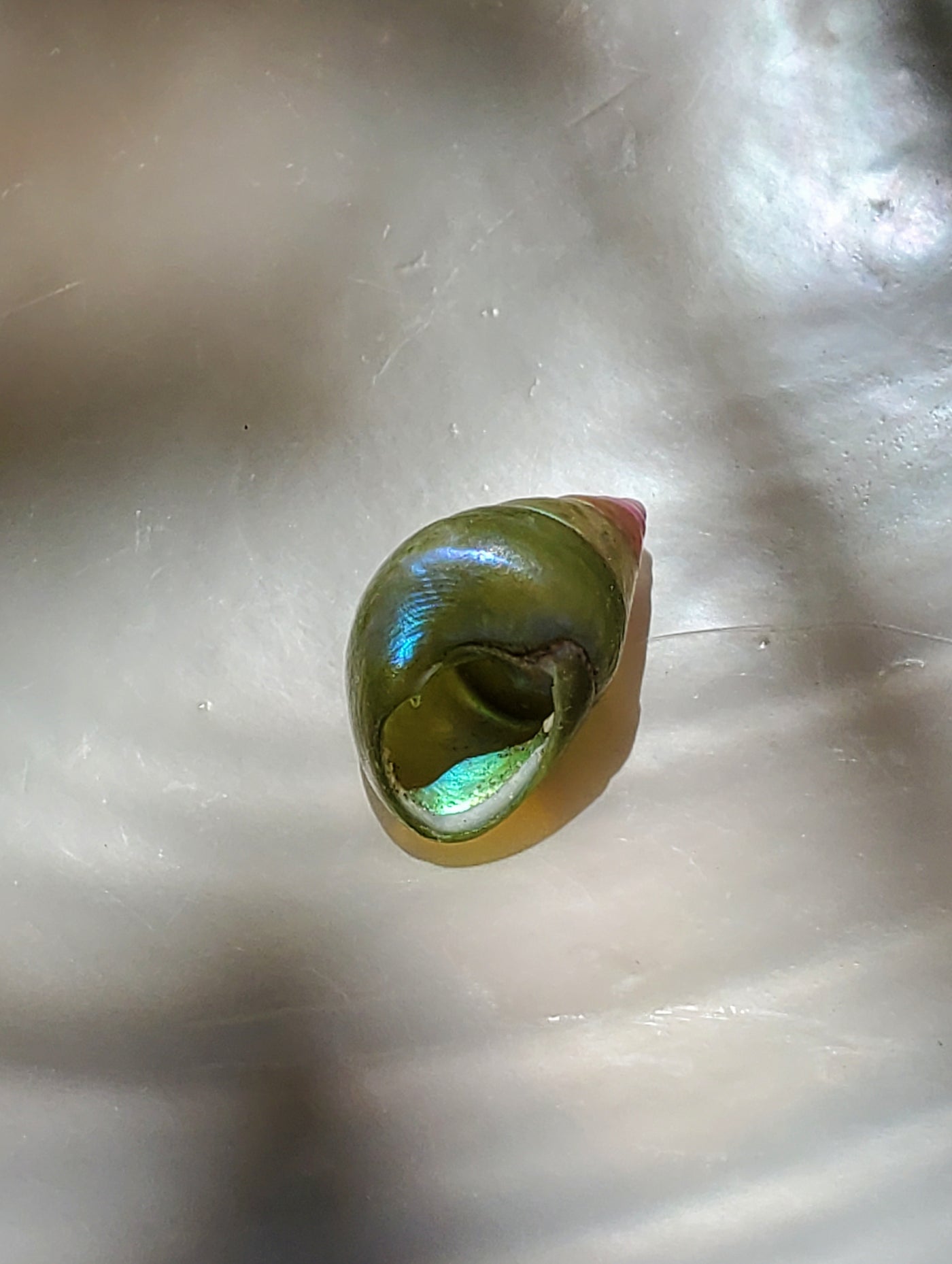Enchanted Blue Green Kelp Shell Necklace * Small I