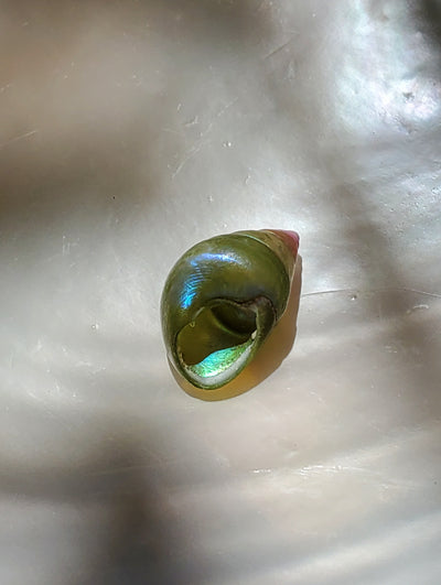 Enchanted Blue Green Kelp Shell Necklace * Small I