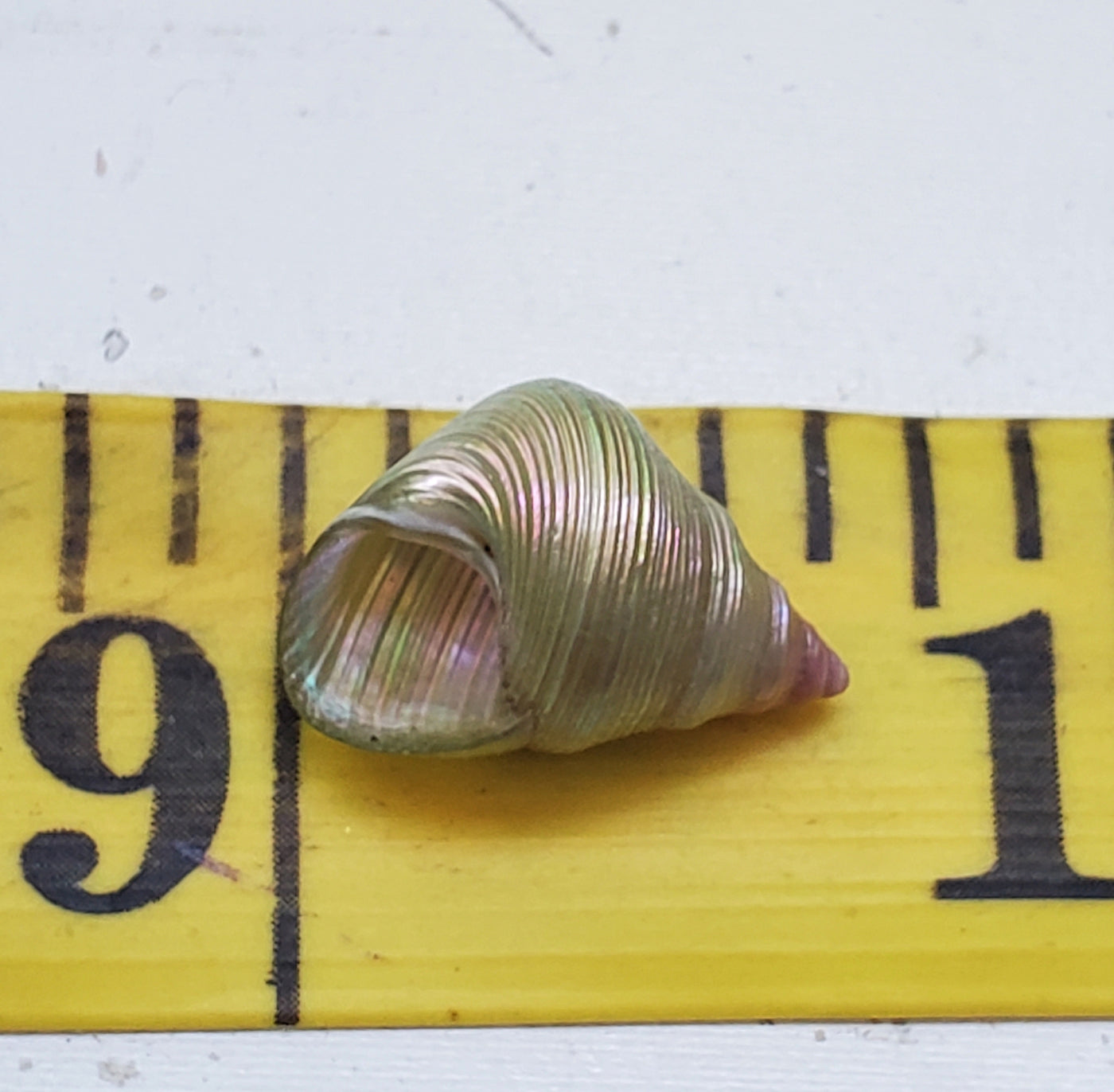 Enchanted Mauve Kelp Shell Necklace * Small III