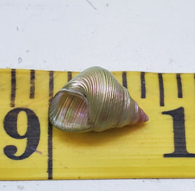 Enchanted Mauve Kelp Shell Necklace * Small III
