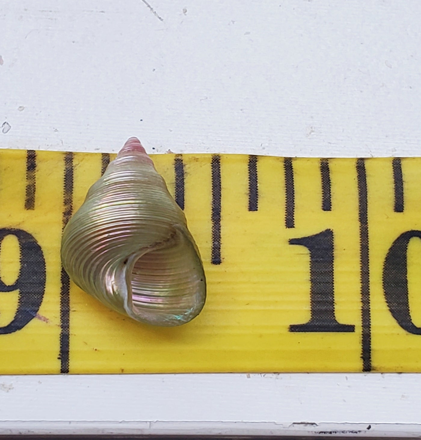 Enchanted Mauve Kelp Shell Necklace * Small III