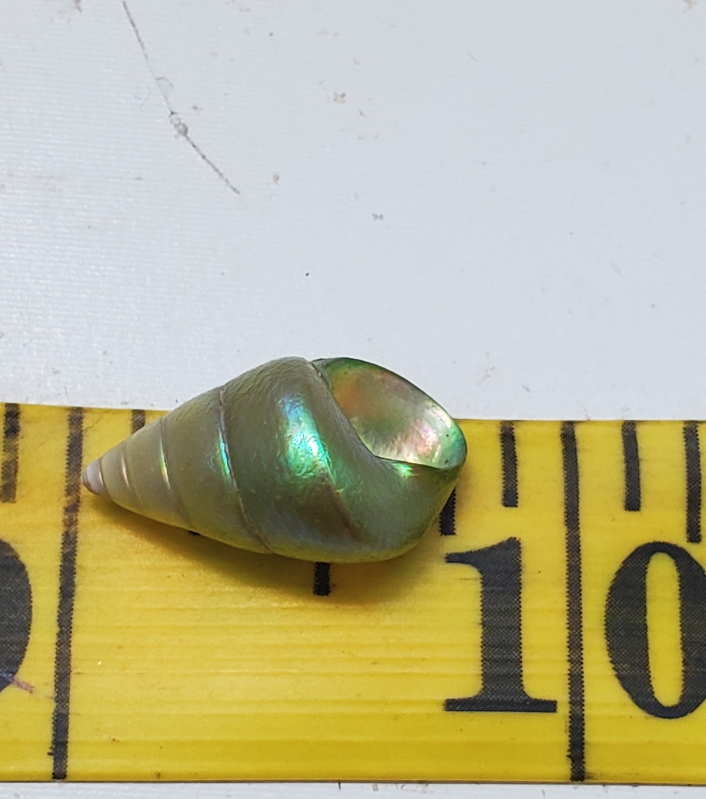 Enchanted Sea Green Kelp Shell Necklace * Small II