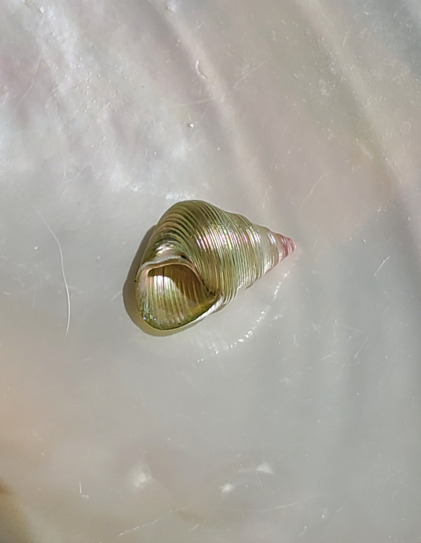 Enchanted Mauve Kelp Shell Necklace * Small III