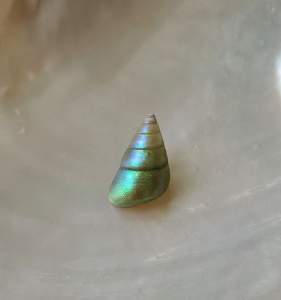 Enchanted Sea Green Kelp Shell Necklace * Small II