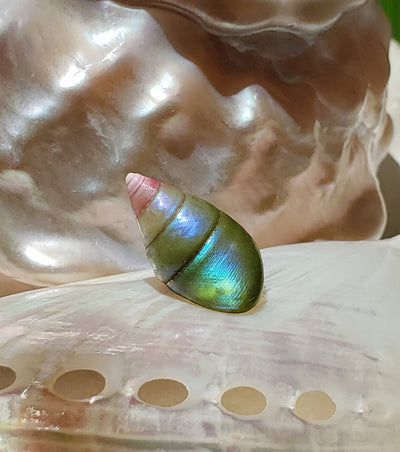 Enchanted Blue Green Kelp Shell Necklace * Small I